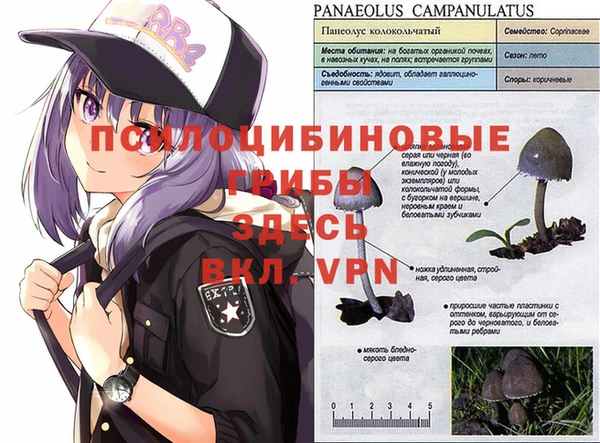 ПСИЛОЦИБИНОВЫЕ ГРИБЫ Белокуриха